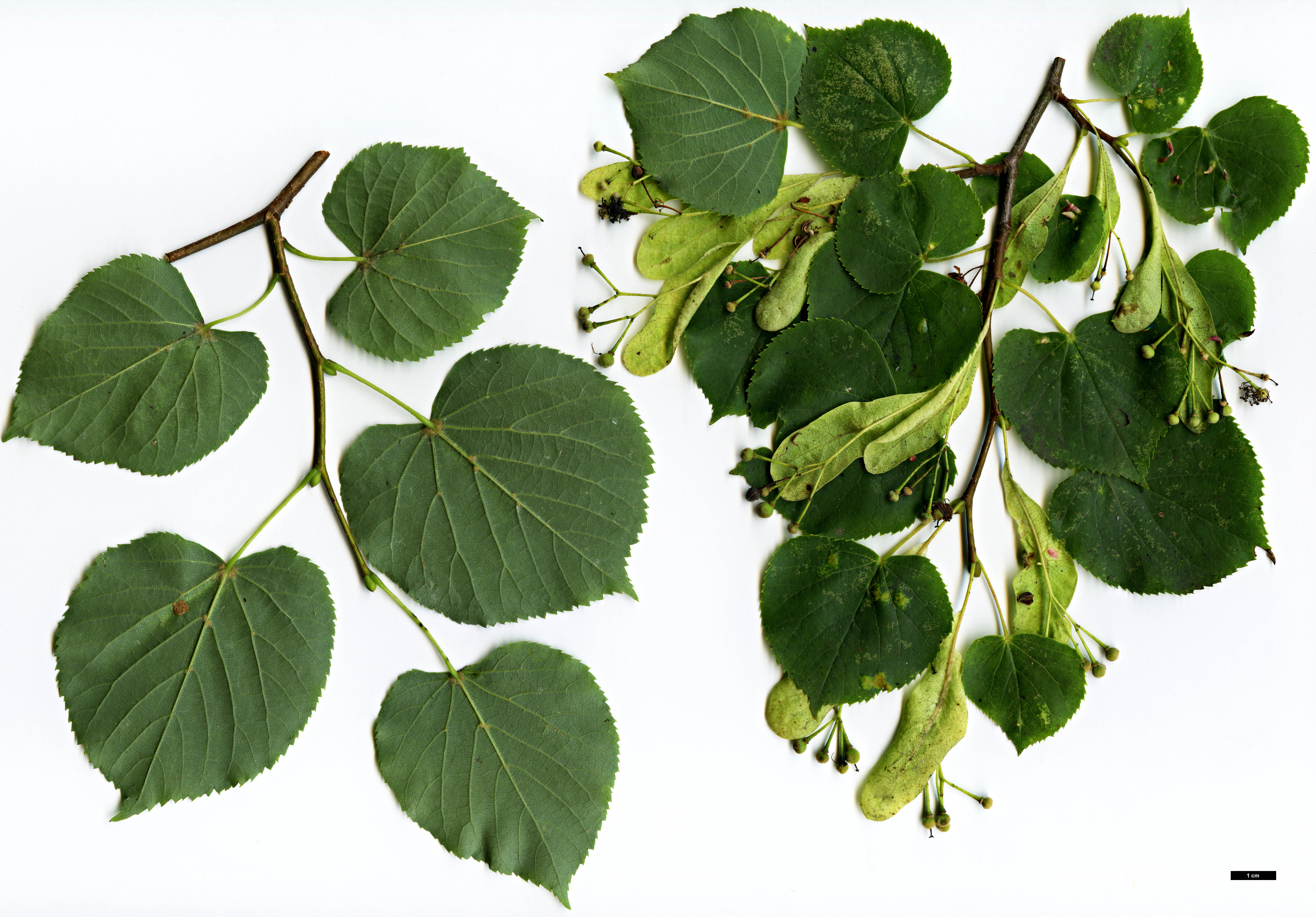 High resolution image: Family: Malvaceae - Genus: Tilia - Taxon: 'Flavescens' (T.americana × T.cordata)